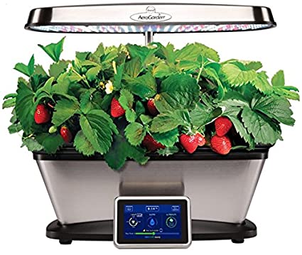 How to Grow Strawberries with AeroGarden Full Guide